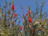 Callistemon citrinus