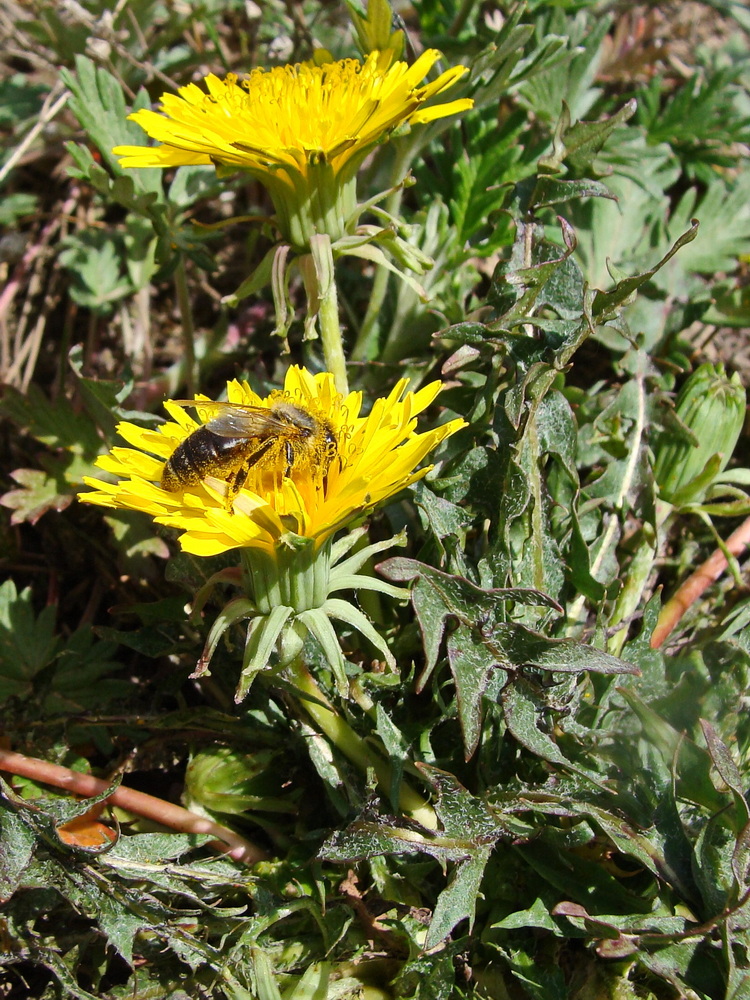 Image of genus Taraxacum specimen.