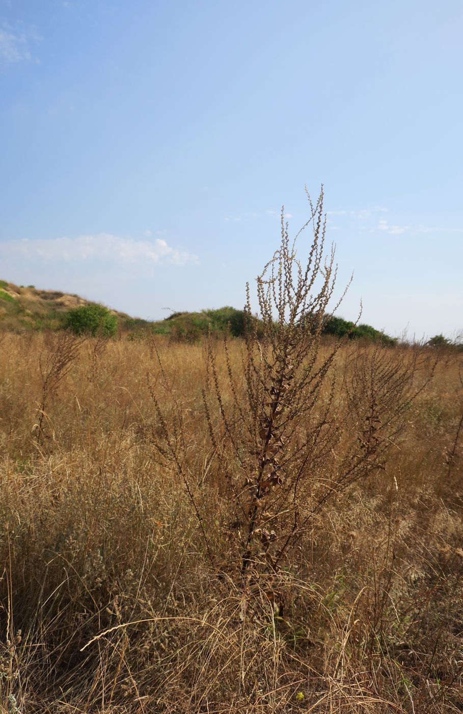 Image of genus Verbascum specimen.