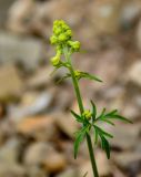 Aconitum crassifolium. Верхушка побега с соцветием в бутонах. Приморье, гор. округ Фокино, бухта Круглая, осыпающийся участок каменистого склона. 31.07.2021.