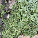genus Physcia