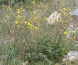 Potentilla evestita