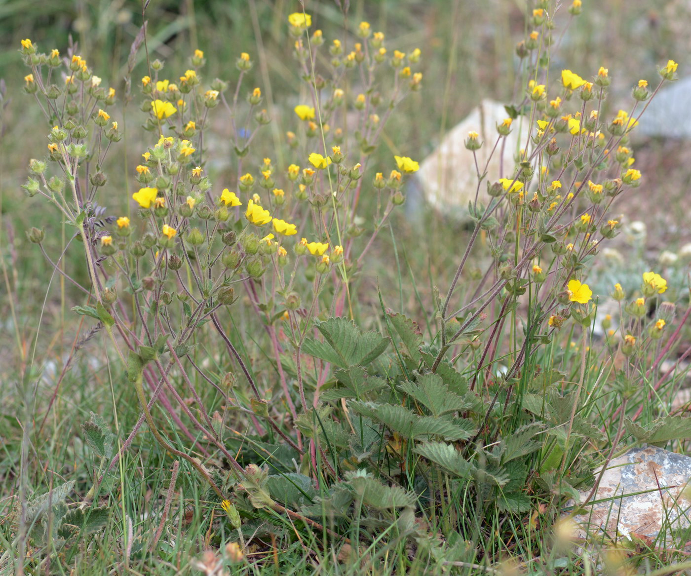 Image of Potentilla evestita specimen.