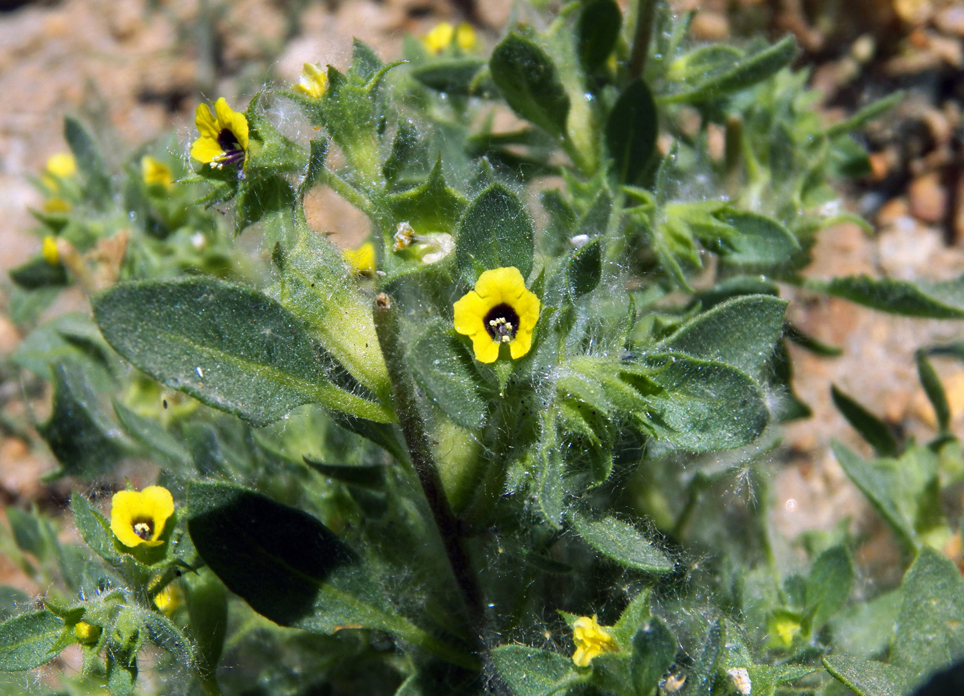 Изображение особи Hyoscyamus pusillus.