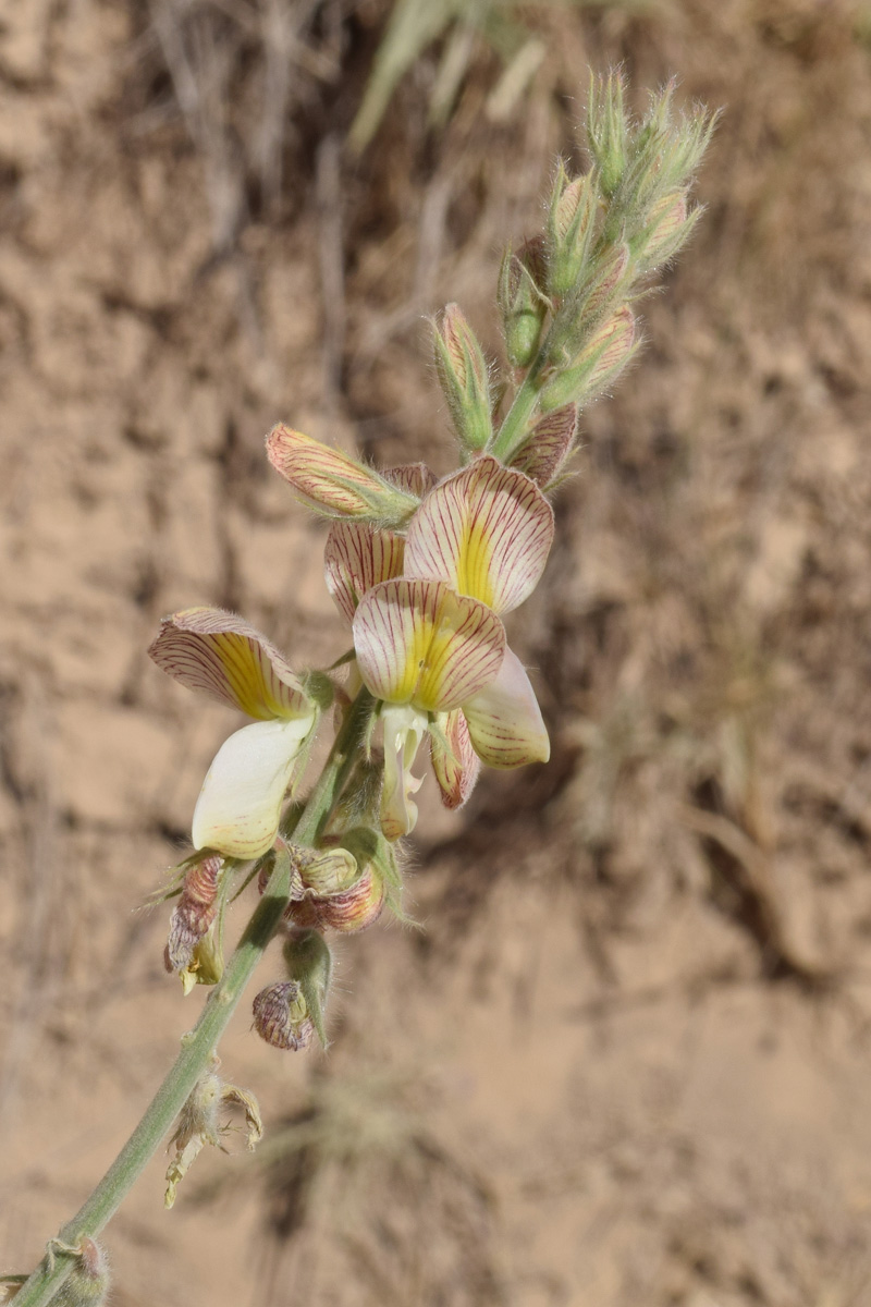 Image of Onobrychis chorassanica specimen.