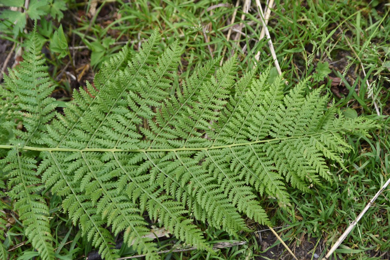 Image of Athyrium filix-femina specimen.