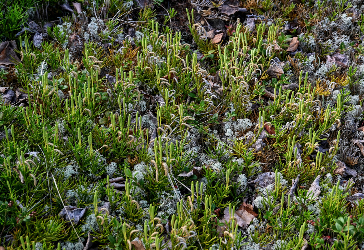 Image of Diphasiastrum complanatum specimen.