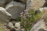 Cardamine seidlitziana