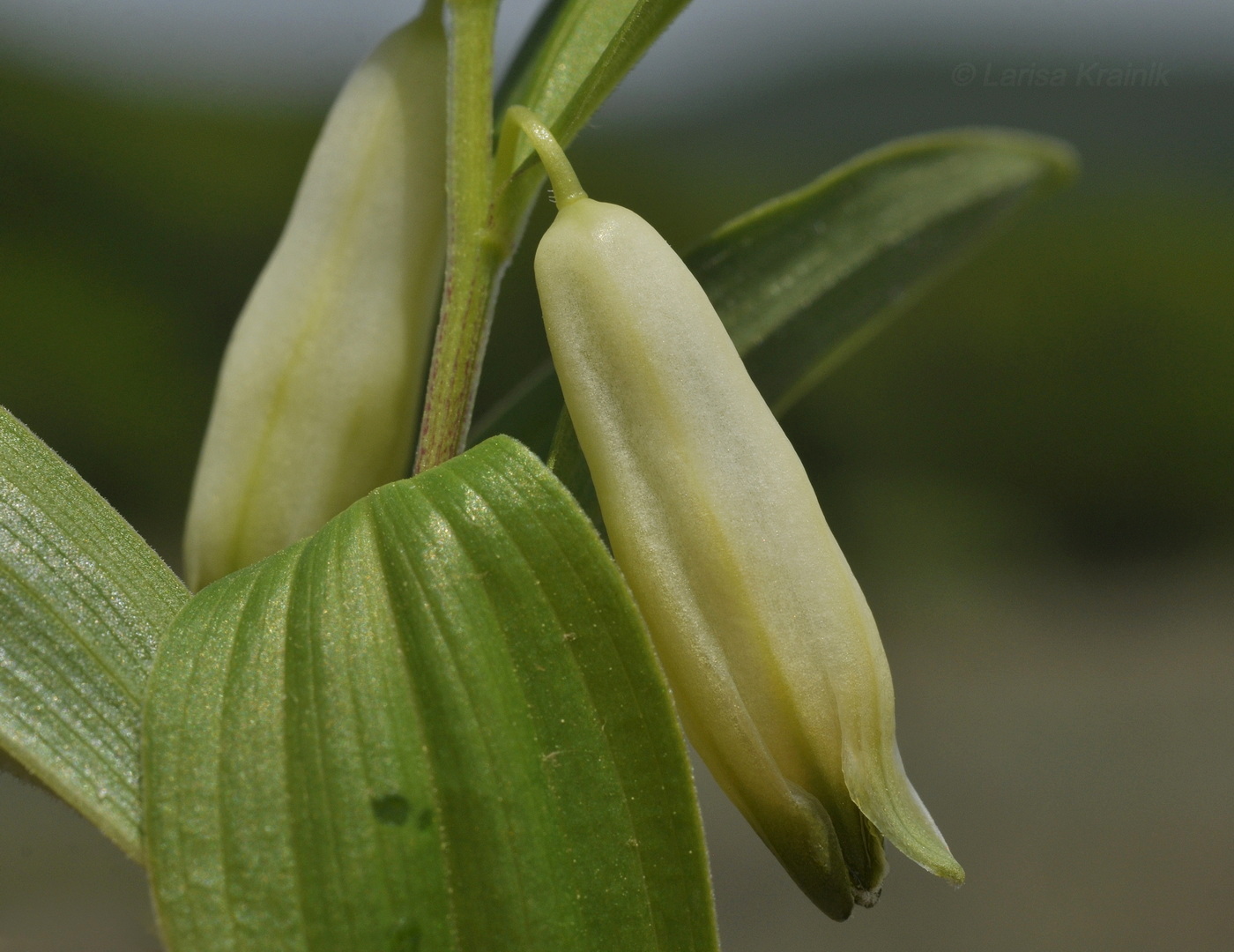 Image of Polygonatum humile specimen.