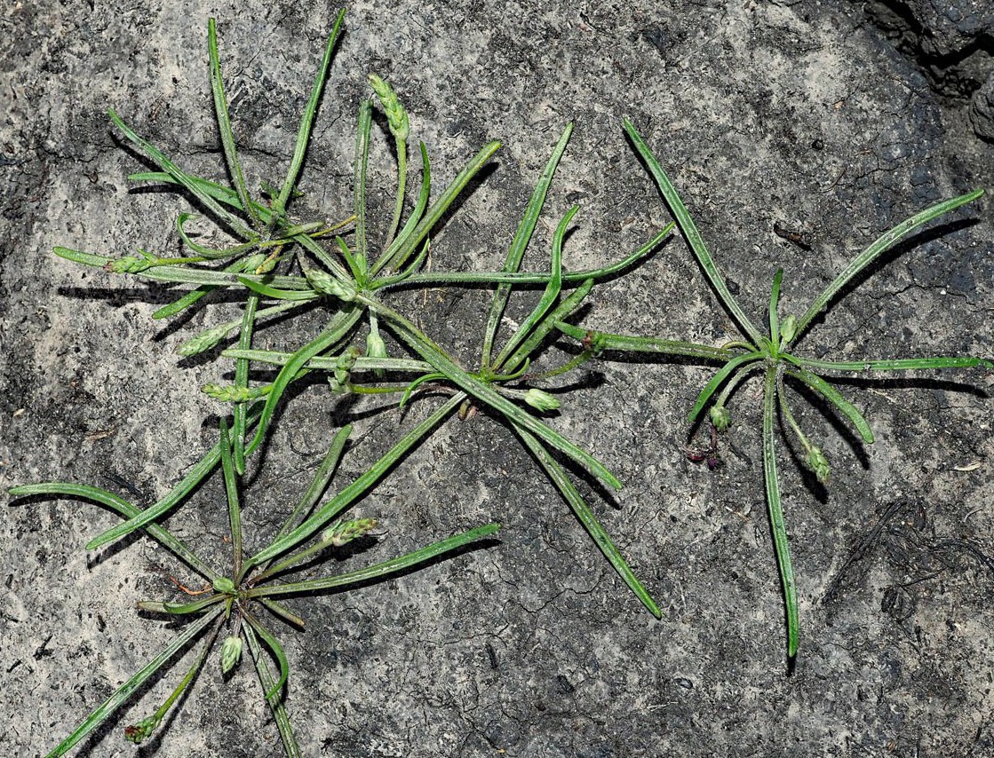 Image of Plantago tenuiflora specimen.
