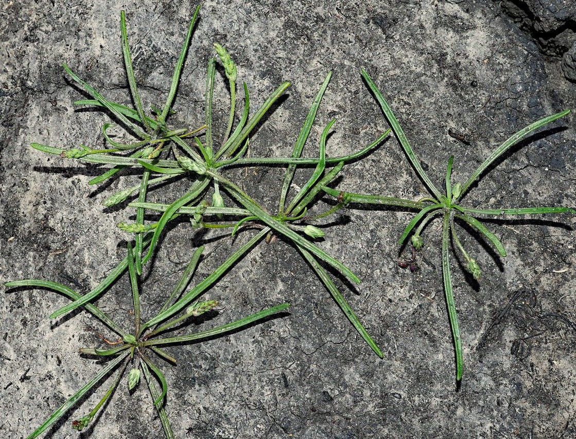 Изображение особи Plantago tenuiflora.