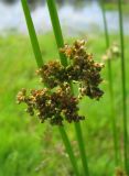 Juncus effusus. Соцветия. Ярославская обл., Угличский р-н, дер. Масальское, р. Корожечна, сырой берег. 23.07.2008.