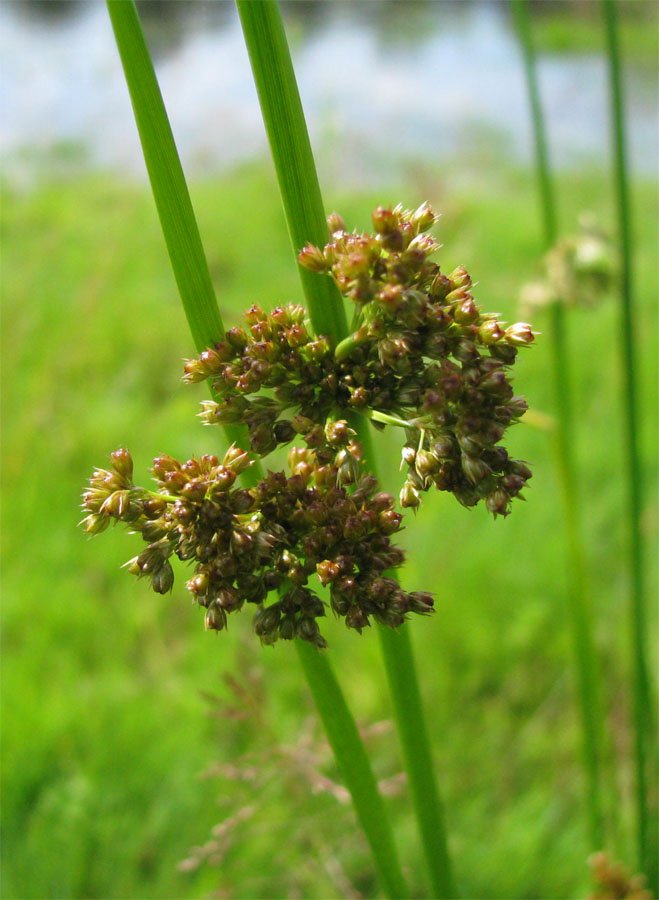 Изображение особи Juncus effusus.