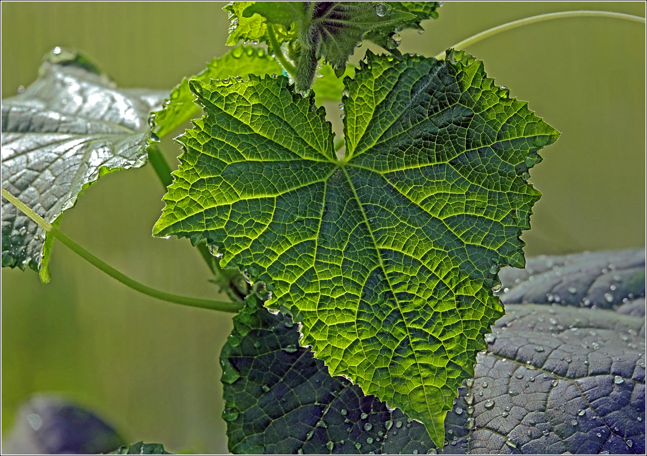 Изображение особи Cucumis sativus.