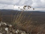 Allium psebaicum. Начавшее вегетацию растение с прошлогодними сухими генеративными побегами. Краснодарский край, м/о г. Новороссийск, гора Лысая, заброшенный мергелевый карьер, щебнистая осыпь. 07.01.2020.