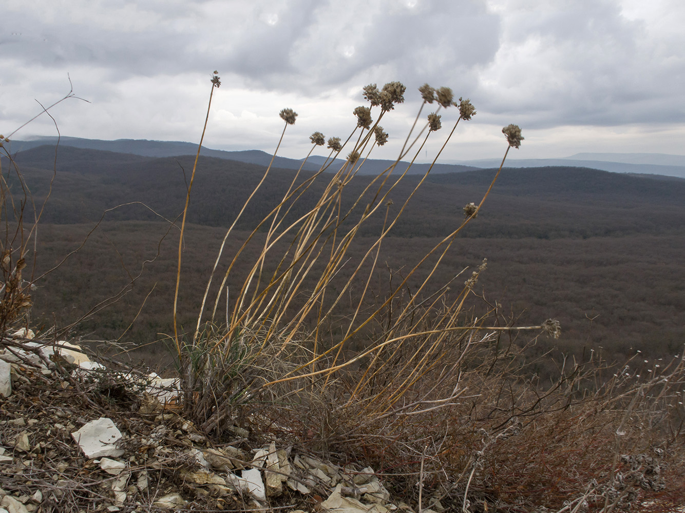 Image of Allium psebaicum specimen.