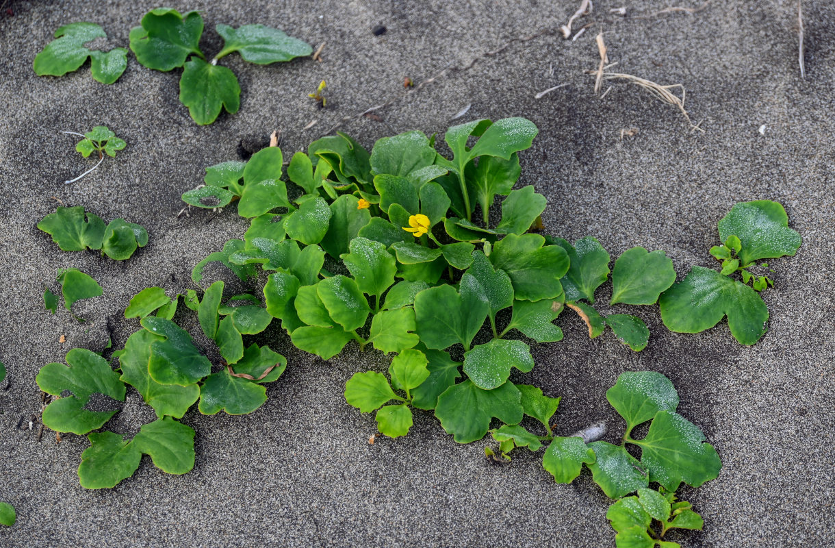 Изображение особи Chorisis repens.