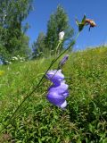 Campanula persicifolia