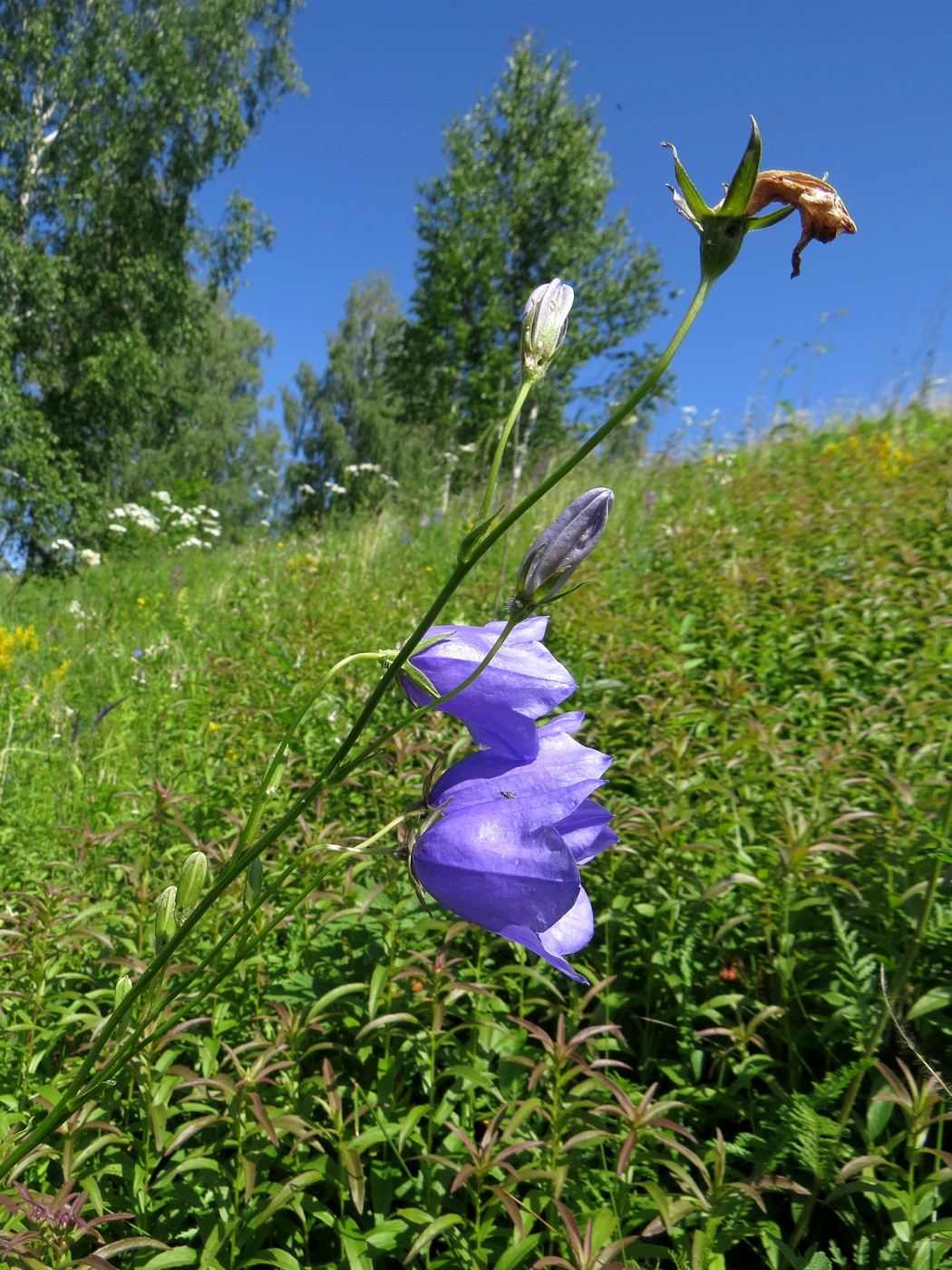 Image of Campanula persicifolia specimen.