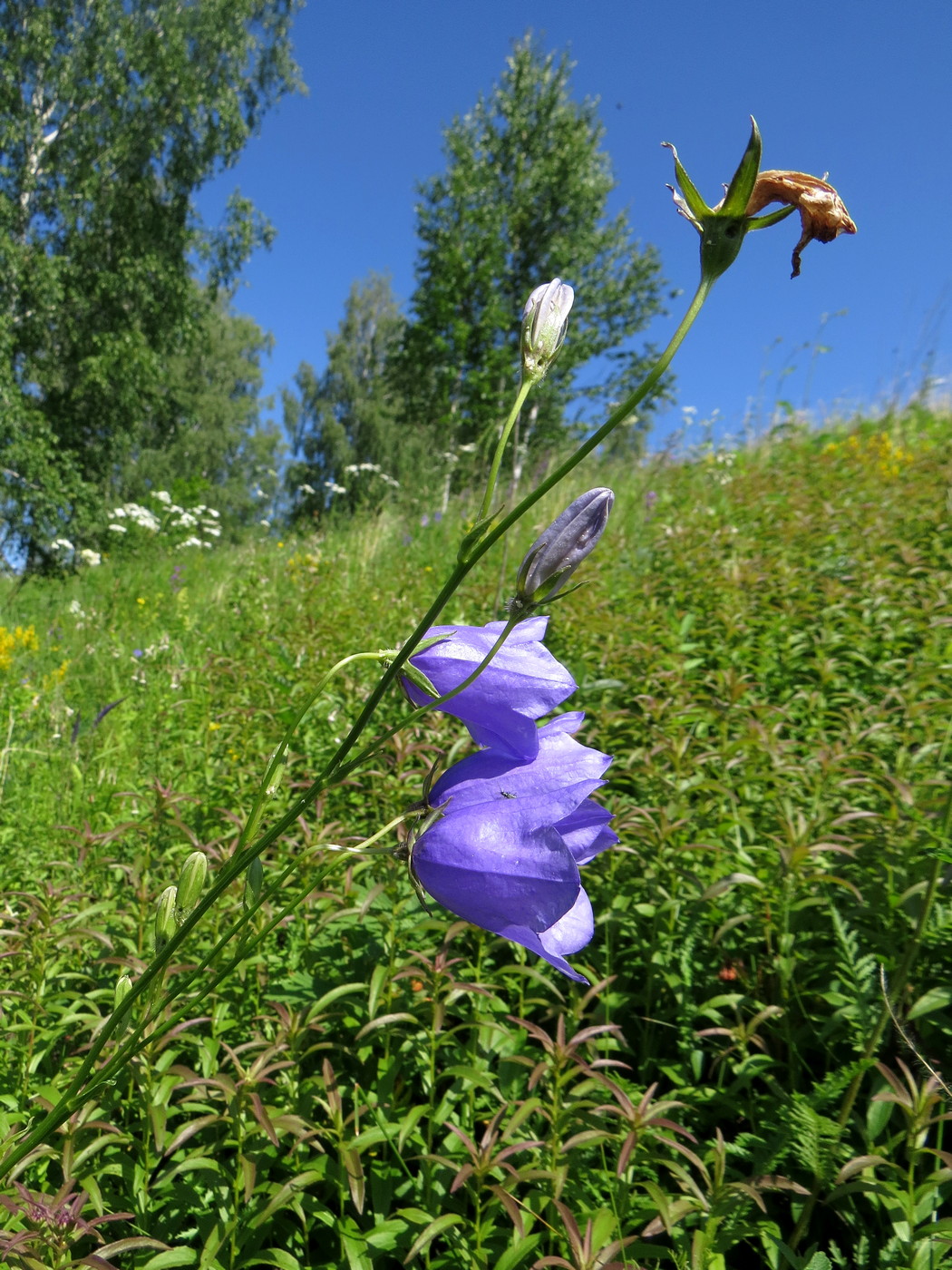 Изображение особи Campanula persicifolia.