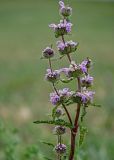 Phlomoides tuberosa. Верхушка побега с соцветиями. Хакасия, Бейский р-н, окр. с. Верх-Киндирла, луговой склон. 12.06.2022.