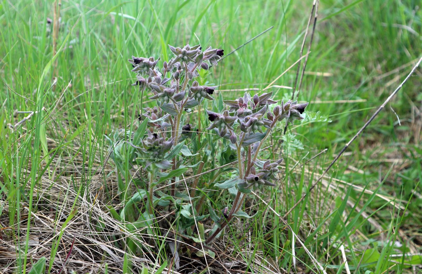 Image of Nonea rossica specimen.