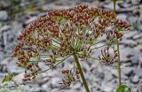 Heracleum grandiflorum