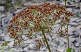 Heracleum grandiflorum. Соплодие. Чечня, Веденский р-н, берег оз. Кезенойам, ≈ 1800 м н.у.м., каменистый участок берега. 25.07.2022.