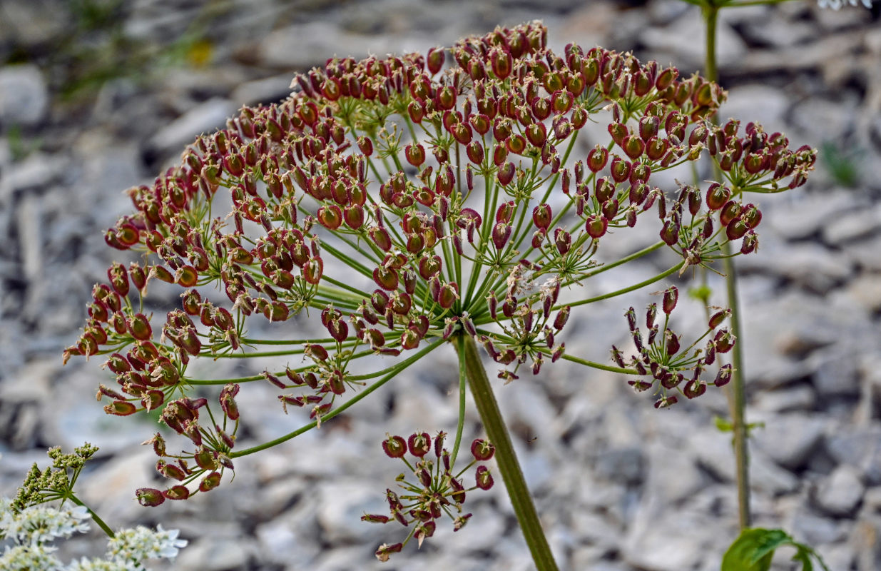 Image of Heracleum grandiflorum specimen.