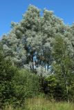 Salix alba. Взрослые деревья в сообществе с Padus avium (слева) и Betula pendula (справа). Беларусь, Витебская обл., пос. Езерище, опушка заболоченного ивняка. 03.08.2023.