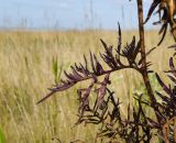 genus Centaurea. Средняя часть побега с листьями в осенней окраске. Башкортостан, Баймакский р-н, Темясовский сельсовет, окр. дер. Сакмар, степь. 4 сентября 2023 г.