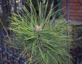 genus Pinus