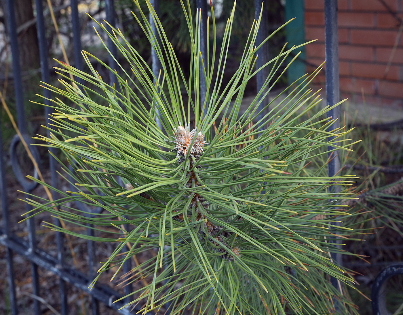 Image of genus Pinus specimen.