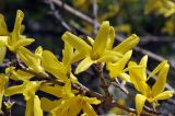 Forsythia ovata. Часть побега с цветками. Приморский край, Уссурийский ГО, Горнотаёжный дендрарий ДВО РАН. 04.05.2024.