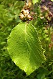 genus Hamamelis