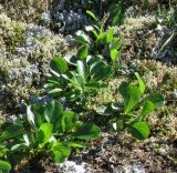 Salix arctica