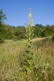 Verbascum pyramidatum