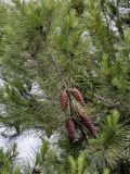 Pinus halepensis. Верхушка ветви с шишками. Грузия, г. Тбилиси, в культуре. 10.06.2023.
