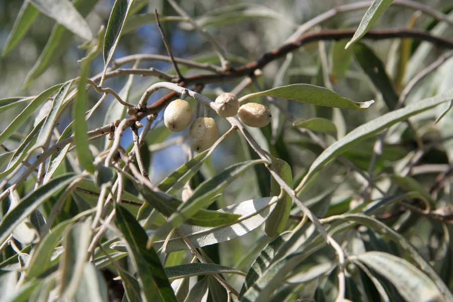 Image of Elaeagnus angustifolia specimen.