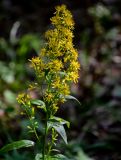 Solidago virgaurea. Верхушка побега с соцветиями. Вологодская обл., Сокольский р-н, Оларевская гряда, опушка смешанного леса. 13.07.2024.