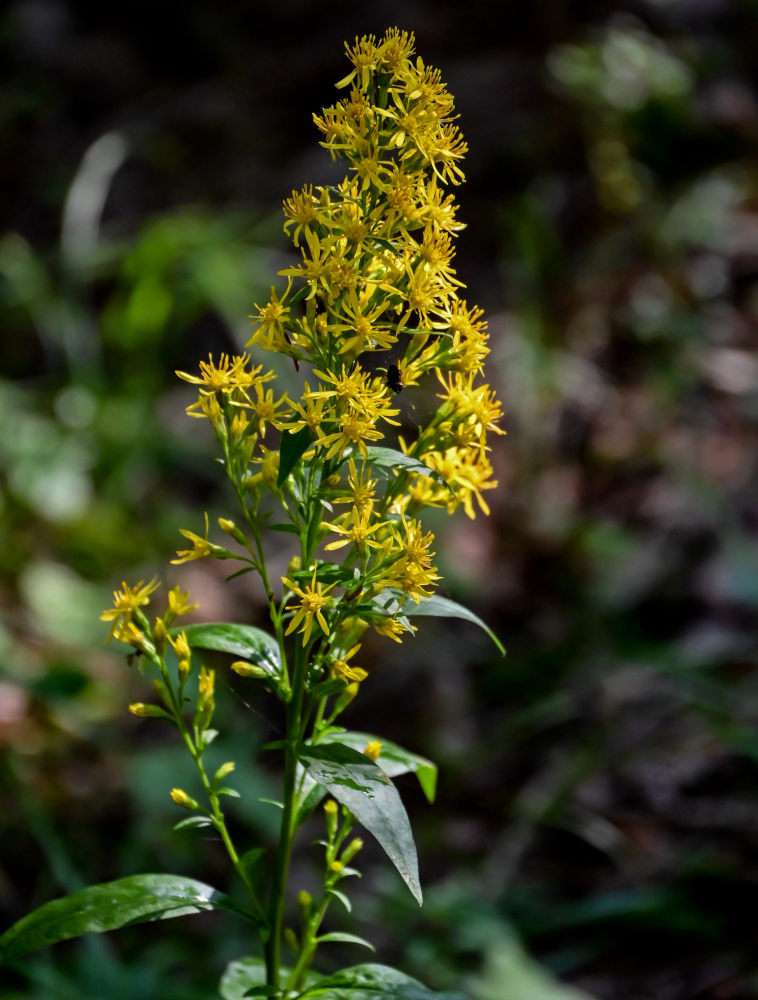Image of Solidago virgaurea specimen.
