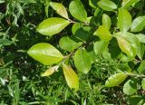 genus Salix. Верхушка веточки. Кабардино-Балкария, Эльбрусский р-н, окр. поляны Чегет, выс. 2060 м н.у.м., левый берег р. Донгуз-Орун, бровка леса. 16 июня 2018 г.