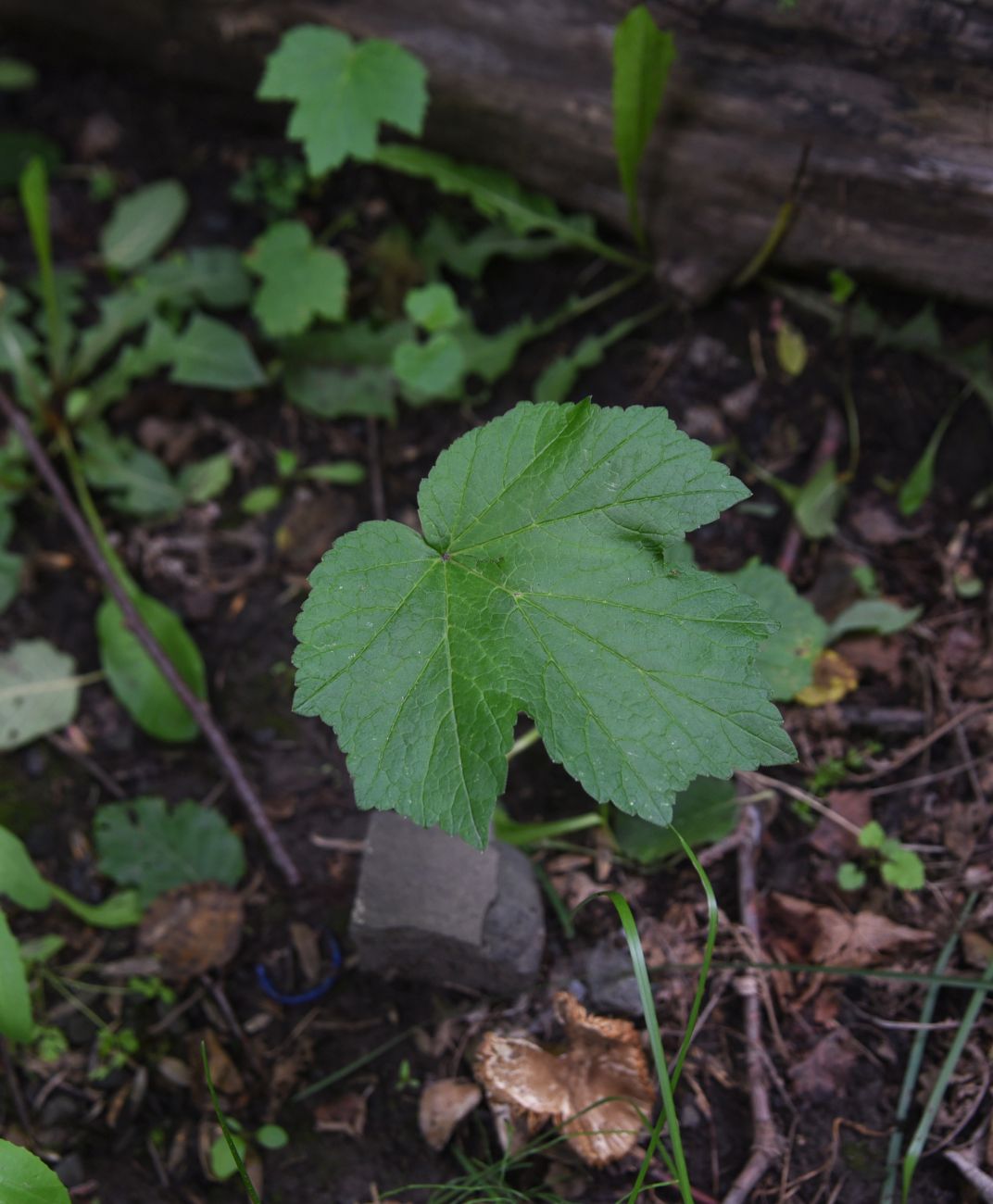 Image of genus Heracleum specimen.