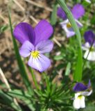 Viola tricolor. Цветок. Ярославская обл., окр. г. Любим, луг по берегу р. Обнора. 23.05.2010.