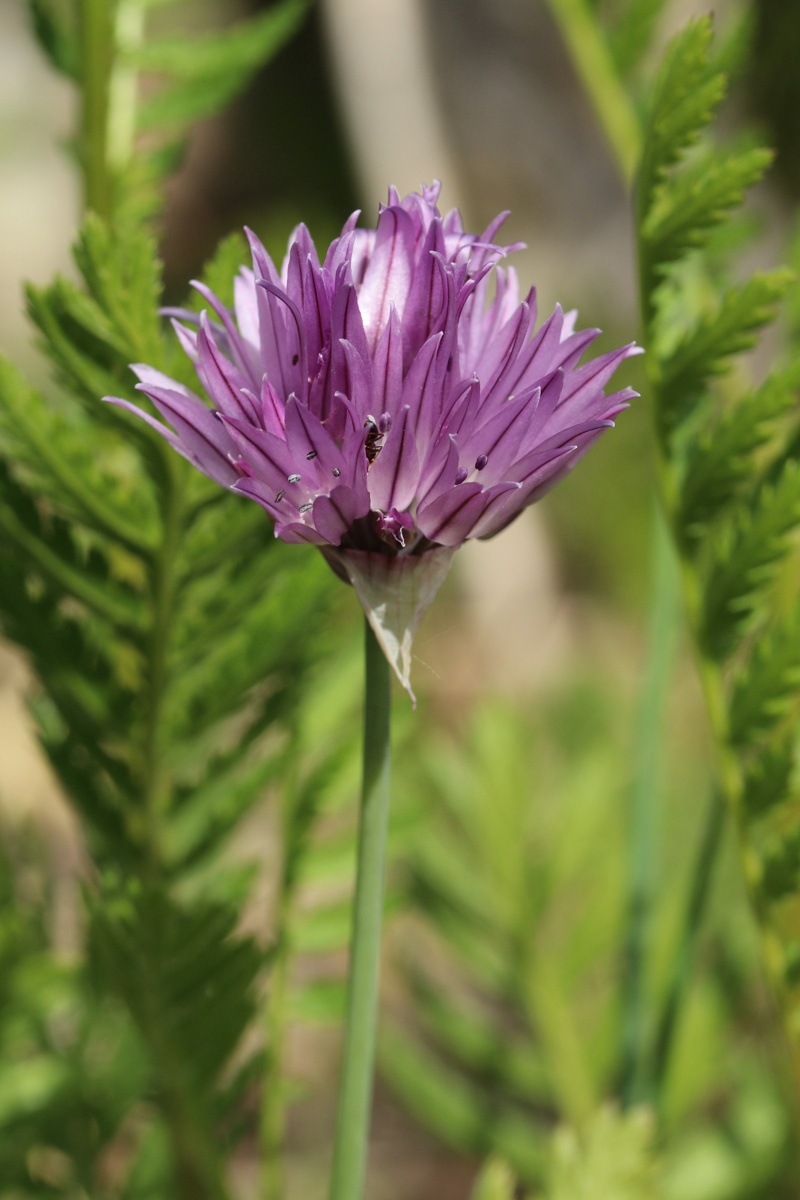 Изображение особи Allium schoenoprasum.