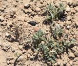 Astragalus dolichocarpus