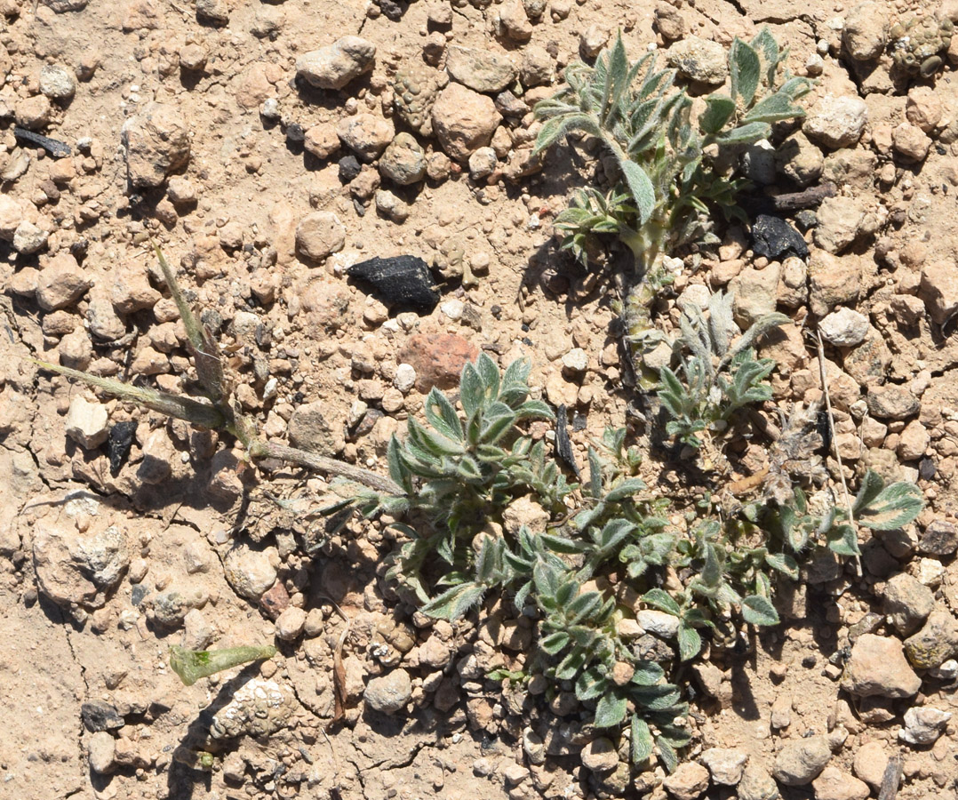 Изображение особи Astragalus dolichocarpus.