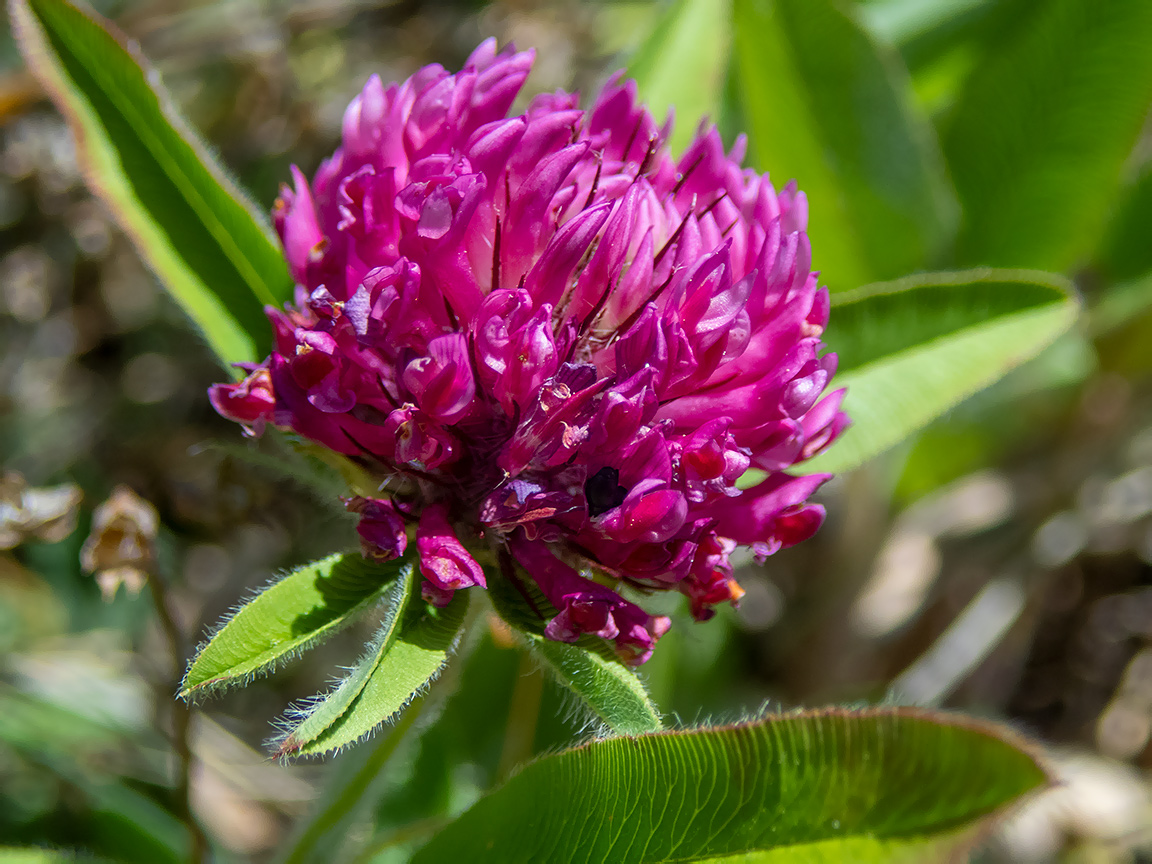 Image of Trifolium alpestre specimen.