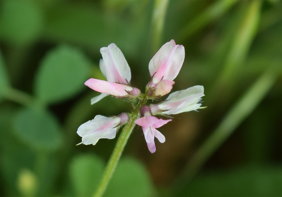 Изображение особи Astragalus campylotrichus.