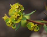 Euphorbia leoncroizatii